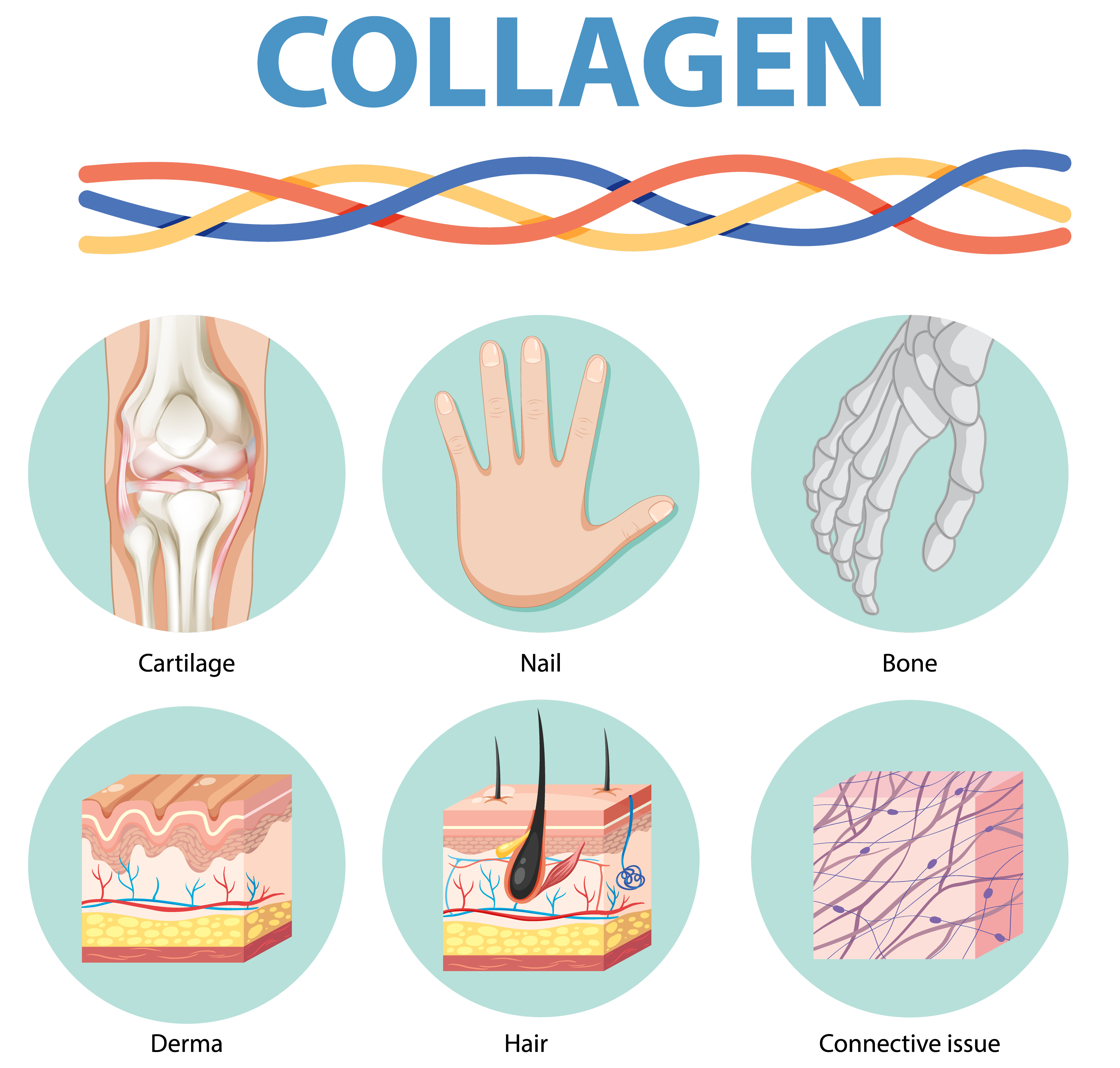 Collagen for Hair Health: What You Need to Know